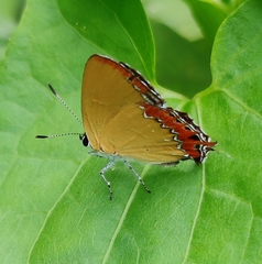 Heliophorus epicles