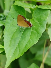 Heliophorus epicles