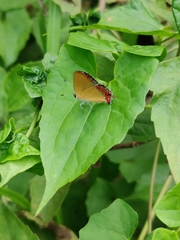 Heliophorus epicles