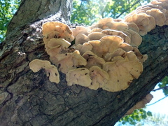 Trametes versicolor image