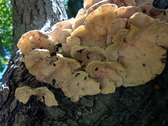 Trametes versicolor image