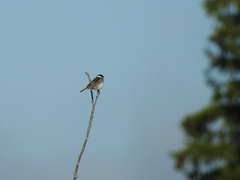 Emberiza schoeniclus