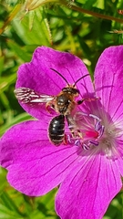 Macropis europaea