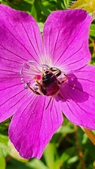 Macropis europaea