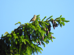 Emberiza hortulana