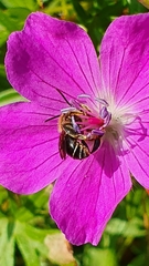 Macropis europaea