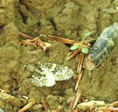 Electrophaes corylata