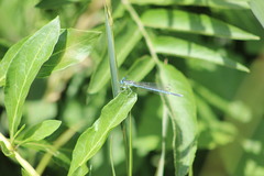 Platycnemis pennipes