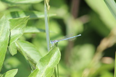 Platycnemis pennipes