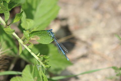 Platycnemis pennipes
