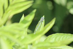 Coenagrion puella