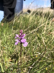 Dactylorhiza maculata maculata