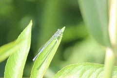 Coenagrion puella