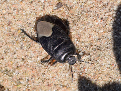 Cydnus aterrimus