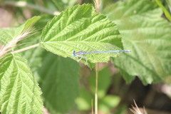 Platycnemis pennipes