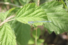 Platycnemis pennipes