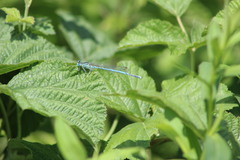 Platycnemis pennipes