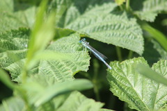 Platycnemis pennipes