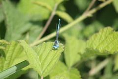 Platycnemis pennipes