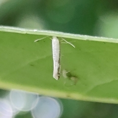 Argyresthia retinella