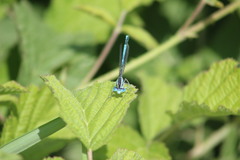 Platycnemis pennipes