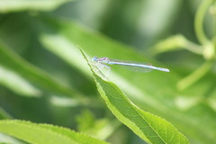 Platycnemis pennipes