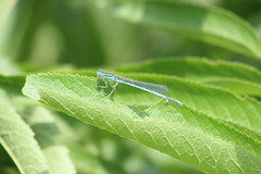 Platycnemis pennipes