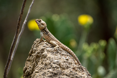 Laudakia cypriaca