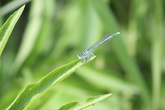 Platycnemis pennipes