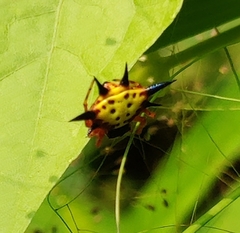 Macracantha