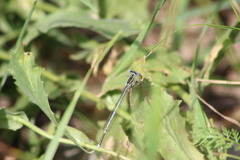 Platycnemis pennipes