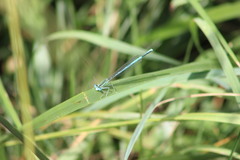 Platycnemis pennipes