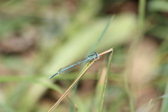 Platycnemis pennipes