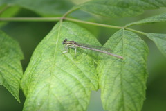 Platycnemis pennipes