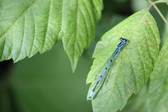 Coenagrion puella