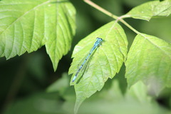 Coenagrion puella