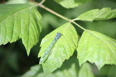 Coenagrion puella