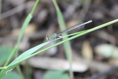 Platycnemis pennipes