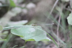 Platycnemis pennipes