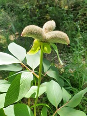 Paeonia mascula