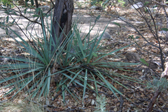 Yucca madrensis