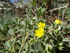 Potentilla cinerea