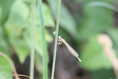 Platycnemis pennipes