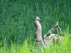 Motacilla alba