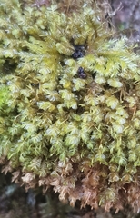 Plagiochila punctata