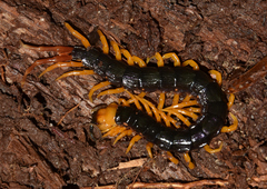 Parotostigmus
