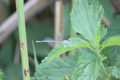 Platycnemis pennipes