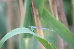 Platycnemis pennipes