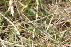 Platycnemis pennipes