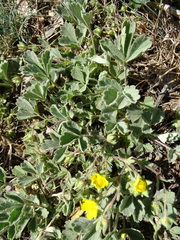 Potentilla cinerea